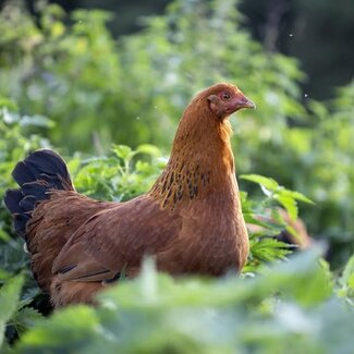 Workshop Natuurlijk kippen houden