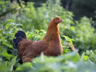 Workshop Natuurlijk kippen houden Workshop Natuurlijk kippen houden