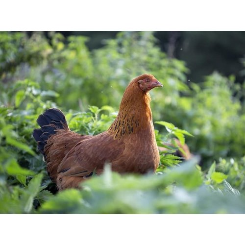 Dagcursus Natuurlijk kippen houden