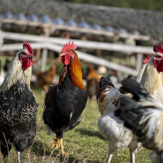 Workshop Natuurlijk kippen houden