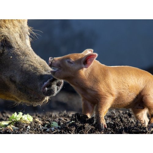 Dagcursus Natuurlijk varkens houden