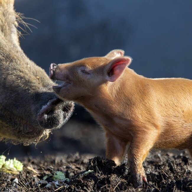Workshop Natuurlijk varkens houden