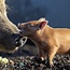 Workshop Natuurlijk varkens houden