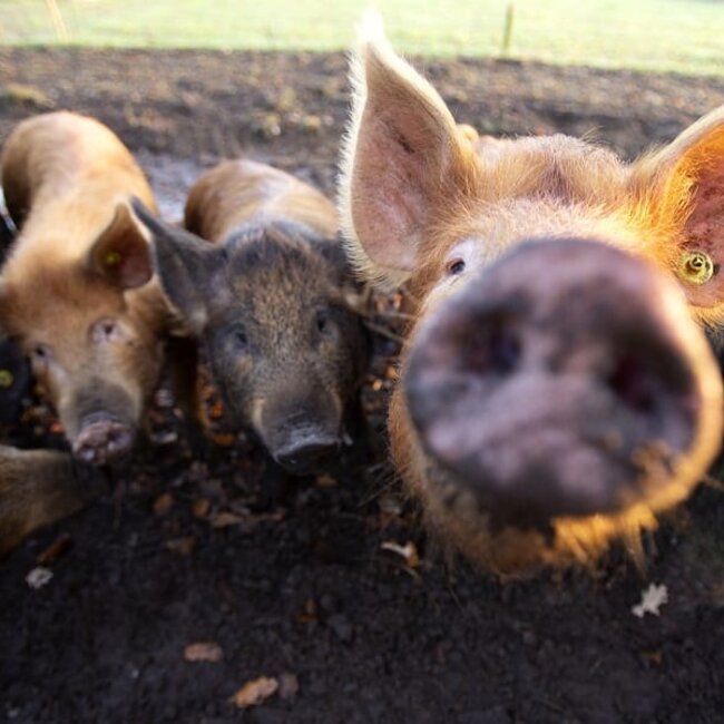 Workshop Natuurlijk varkens houden