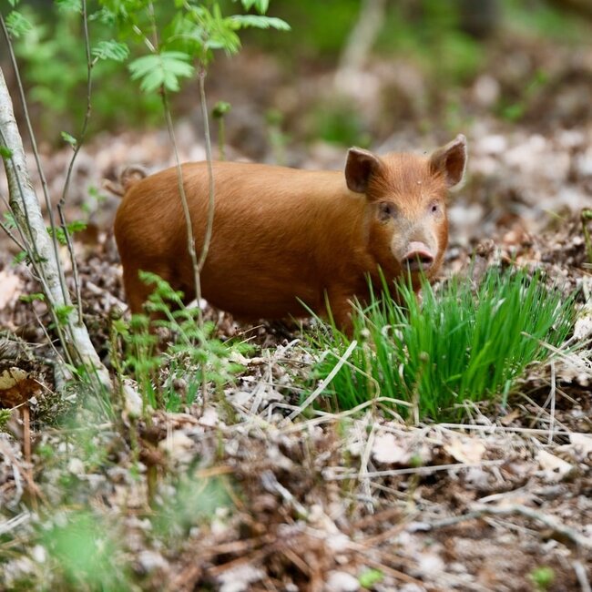 Privé Rondleiding Boeren in het Bos