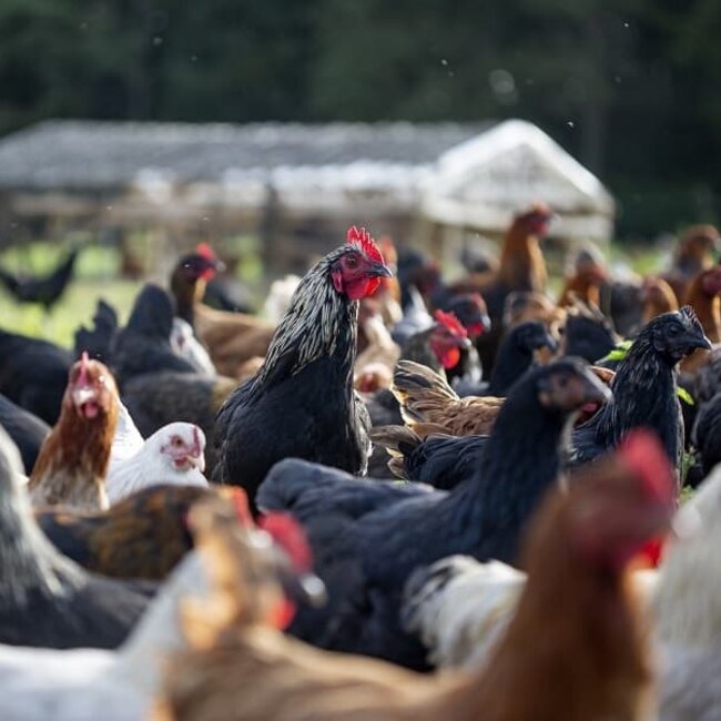 Privé Rondleiding Boeren in het Bos