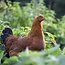 Boeren in het Bos Eieren | Vers van onze grasgevoerde buitenkippen