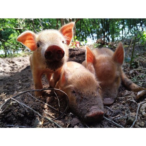 Webinar Natuurlijk Varkens Houden