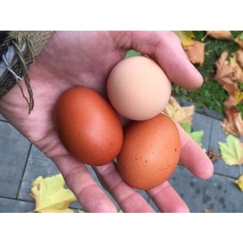 Eier Abonnement Grasgevoerde kippen