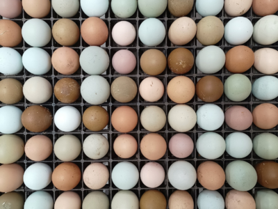 Boeren in het Bos Eier Abonnement