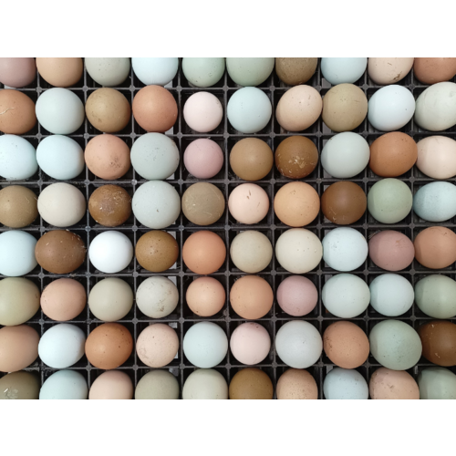 Eier Abonnement Grasgevoerde kippen