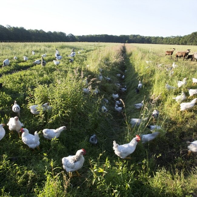 Boeren in het Bos Eier Abonnement Grasgevoerde kippen