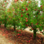 Doneer een boom voor de Agroforestry