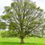 Doneer een boom voor de Agroforestry