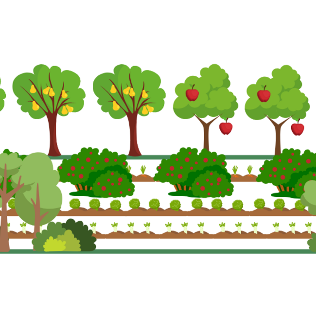 Doneer een boom voor de Agroforestry
