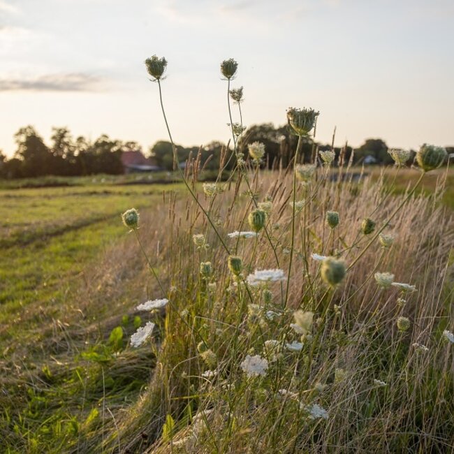 Webinar Het natuurlijke gedrag van runderen - Replay webinar