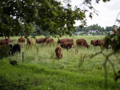 Webinar Het natuurlijke gedrag van runderen