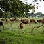 Webinar Het natuurlijke gedrag van runderen