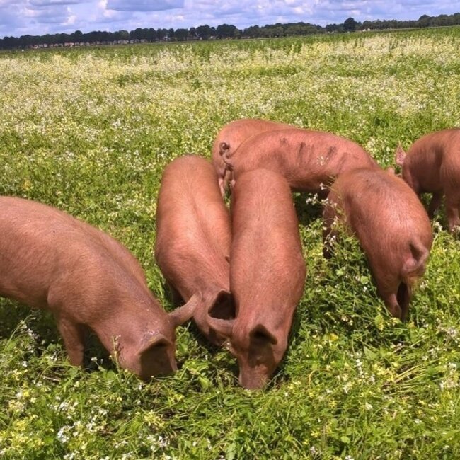 Webinar Natuurlijk varkens houden en inzetten - Replay Webinar