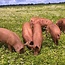 Webinar Natuurlijk varkens houden en inzetten - Replay Webinar
