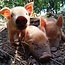 Webinar Natuurlijk varkens houden en inzetten - Replay Webinar