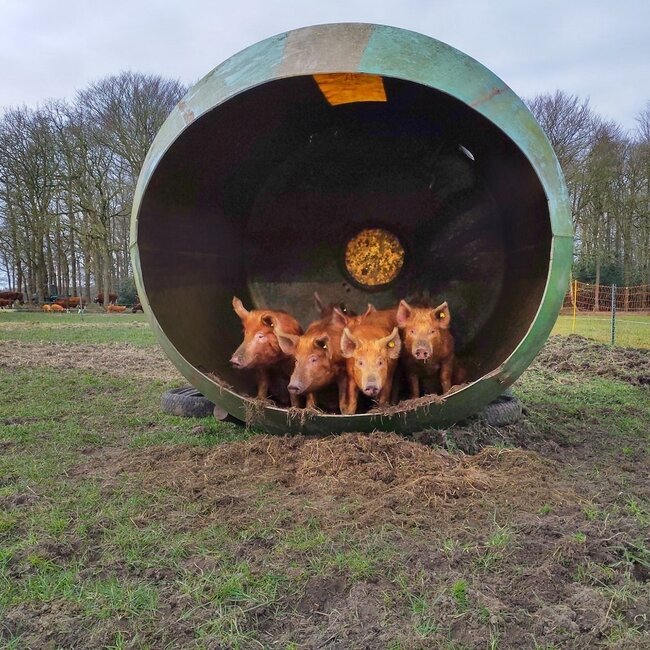 Webinar Natuurlijk varkens houden en inzetten - Replay Webinar