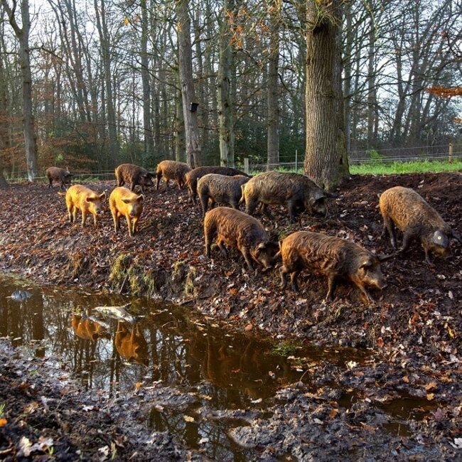 Webinar Natuurlijk varkens houden en inzetten - Replay Webinar