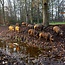 Webinar Natuurlijk varkens houden en inzetten - Replay Webinar