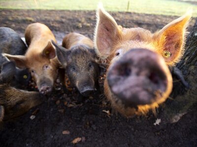 Webinar Natuurlijk varkens houden en inzetten