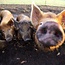 Webinar Natuurlijk varkens houden en inzetten