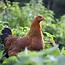 Webinar Natuurlijk kippen houden en inzetten - Replay Webinar