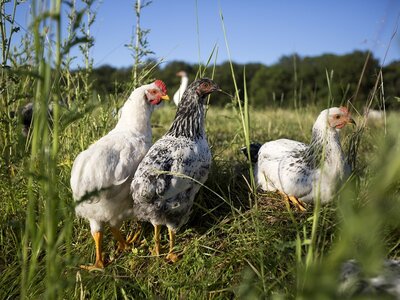 Replay Webinar Natuurlijk kippen houden en inzetten