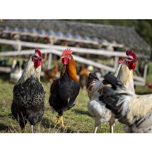 Replay Webinar Natuurlijk kippen houden en inzetten