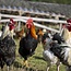 Webinar Natuurlijk kippen houden en inzetten - Replay Webinar