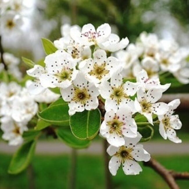 Webinar Agroforestry - Meerwaarde van bomen in een natuurlijk landbouwsysteem - Replay Webinar