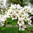 Webinar Agroforestry - Meerwaarde van bomen in een natuurlijk landbouwsysteem - Replay Webinar