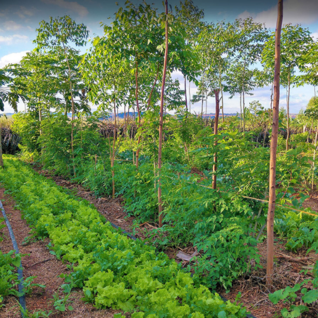 Webinar Agroforestry - Meerwaarde van bomen in een natuurlijk landbouwsysteem - Replay Webinar