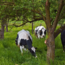 Webinar Agroforestry - Meerwaarde van bomen in een natuurlijk landbouwsysteem - Replay Webinar