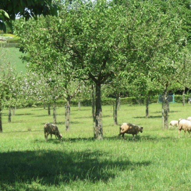 Webinar Agroforestry - Meerwaarde van bomen in een natuurlijk landbouwsysteem - Replay Webinar