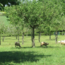 Webinar Agroforestry - Meerwaarde van bomen in een natuurlijk landbouwsysteem - Replay Webinar