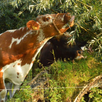 Webinar Agroforestry