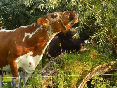 Replay Webinar Meerwaarde van bomen in een natuurlijk landbouwsysteem