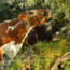 Webinar Agroforestry