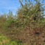 Webinar Agroforestry - Meerwaarde van bomen in een natuurlijk landbouwsysteem - Replay Webinar
