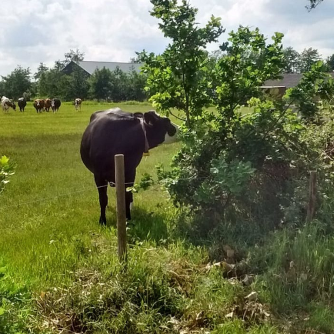 Webinar Agroforestry - Meerwaarde van bomen in een natuurlijk landbouwsysteem - Replay Webinar