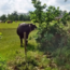 Webinar Agroforestry - Meerwaarde van bomen in een natuurlijk landbouwsysteem - Replay Webinar