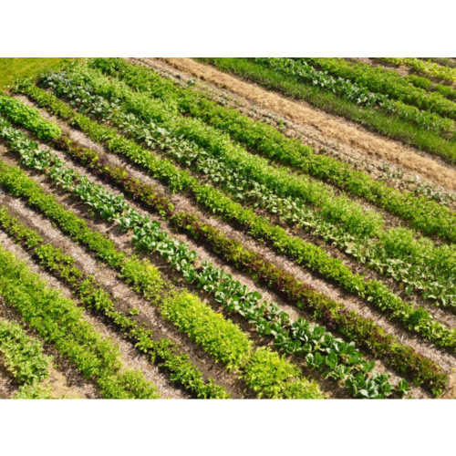 Replay webinar Regeneratieve (zelfoogst)tuin beginnen