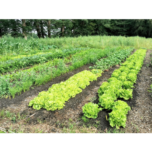 Replay webinar Regeneratieve (zelfoogst)tuin beginnen