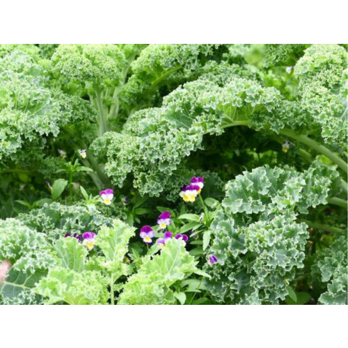 Replay webinar Regeneratieve (zelfoogst)tuin beginnen