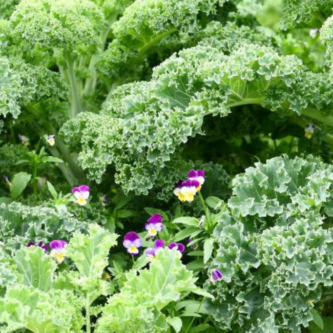 Webinar Regeneratieve (zelfoogst)tuin beginnen | Replay webinar